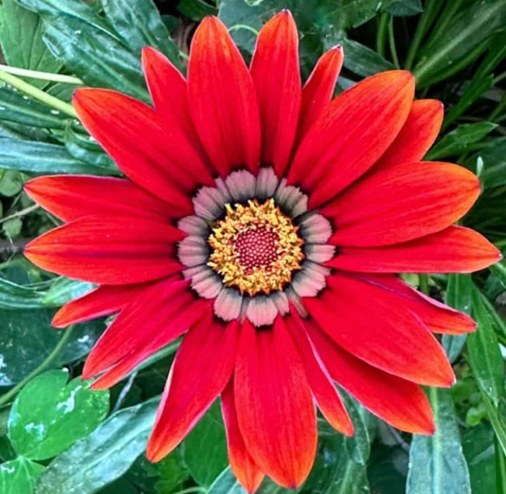 garzia kiss frosty red flower in the fishingham garden