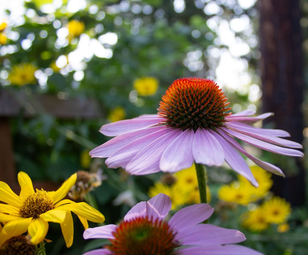 jeffys garden photo shoot by kelly parke
