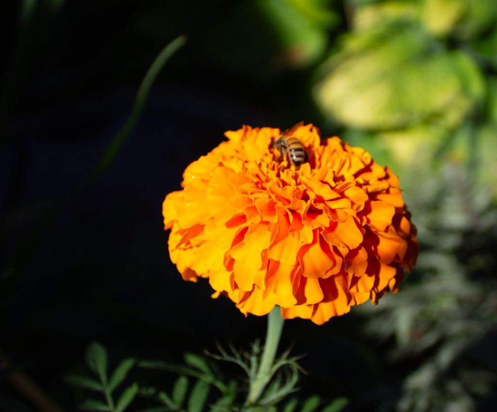 jeffys garden photo shoot by kelly parke