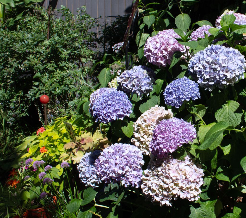 jeffys garden photo shoot by kelly parke