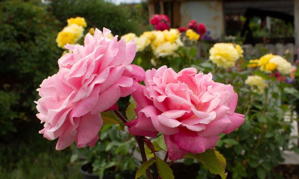 roses photo by kelly parke